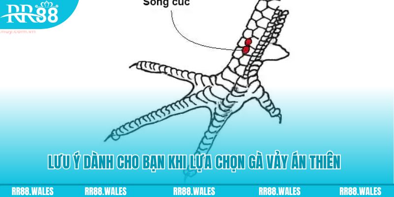 vtv3 xổ số khánh hòa