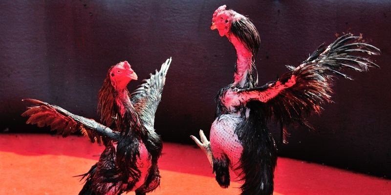 vtv3 bắn cá đổi thưởng