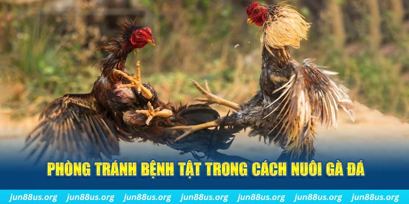 vtv3 natural” trong baccarat nghĩa là gì？